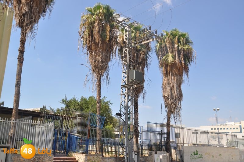 cat lud 910 (48).JPG